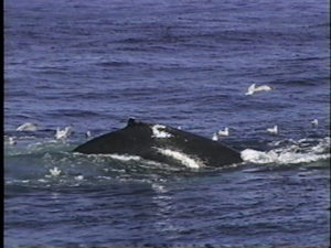 Apex dorsal fin