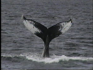 apex the humpback whale