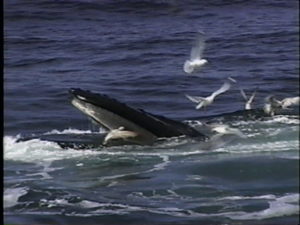 See her baleen hanging down from upper jaw