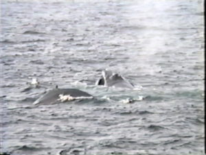 bat the humpback whale with calf jagger