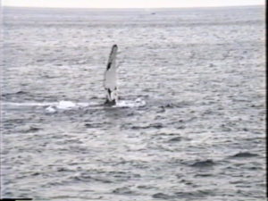 bat the humpback flippering