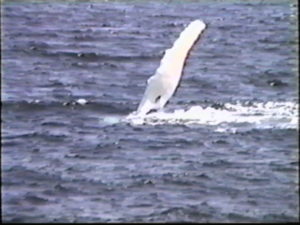 Buckshot's flipper is 16 feet long Buckshot flipper