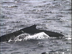 Buckshot's dorsal fin