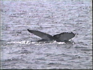 buckshot the humpback whale