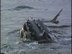 cardhu the humpback whale filtering with baleen
