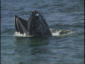 catspaw the humpback whale