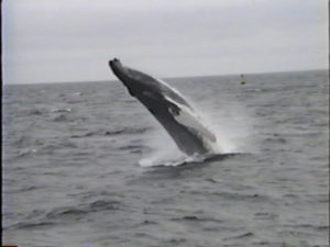 catspaw the humpback whale breaching