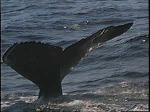 catspaw the humpback whale