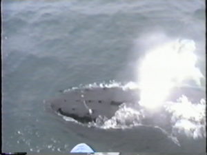 colt the humpback whale