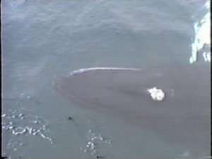 colt the humpback whale