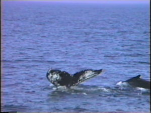 columbia the humpback whale