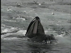 coral the humpback whale feeding