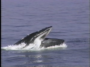 coral the humpback whale