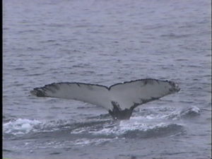 coral the humpback whale