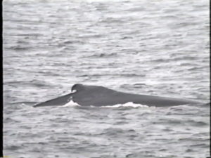 cygnus the humpback whale