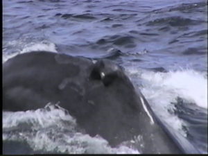 cygnus the humpback whale