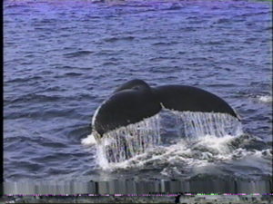 echo the humpback whale