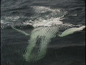 ember the humpback whale