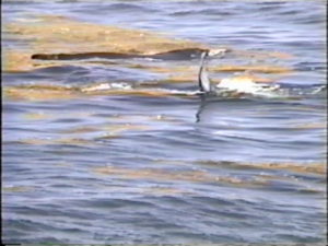 falco the humpback plays in seaweed