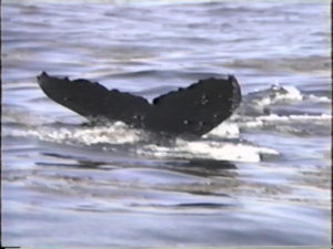 falco the humpback whale fluke