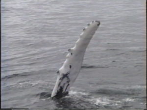 fan the humpback whale flippering