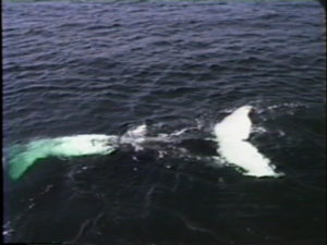 fan the humpback whale belly