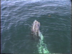 fan the humpback whale spyhopping