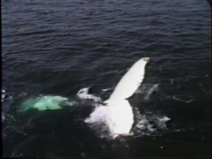 fan the humpback whale fluke