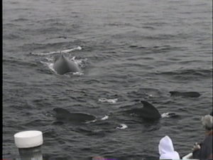 fracture the humpback with pilot whales