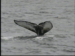 fracture the humpback whale tail