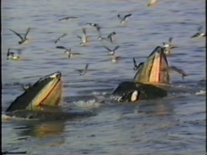 fringe and silver humpback whales