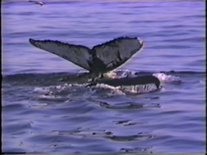 fringe the humpback with tornado diving