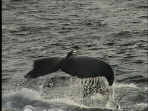 glo the humpback whale fluke