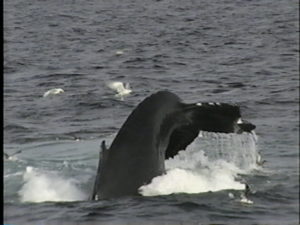 glo humpback whale kickfeeding
