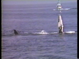 halfmoon humpback whale flippers