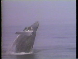 halfmoon humpback whale breaching