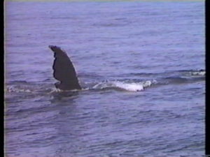 halfmoon humpback whale fluke