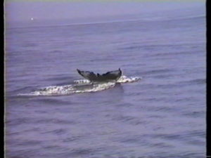 halfmoon humpback whale fluke