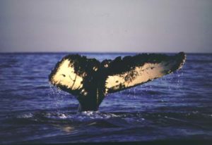 icarus humpback whale flukes
