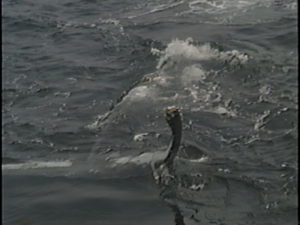 icarus humpback whale on back