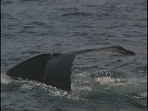 icarus humpback whale fluke