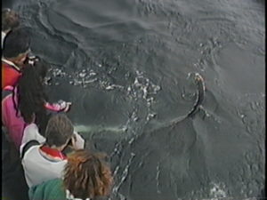 icarus humpback whale fluke people