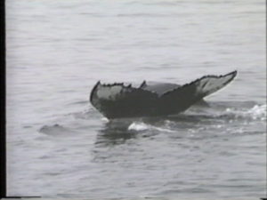 istar humpback whale with calf