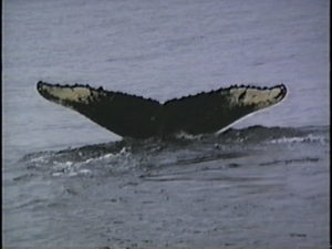 istar humpback whale fluke