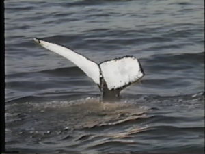 littlespot humpback whale 