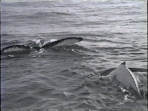 mars the humpback and calf