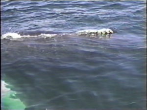 mars the humpback dorsal