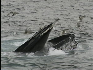 mars the humpback whale feeding