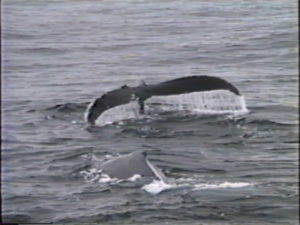 Look closely to see the scars that were formed by a net or rope mars the humpback whale with scratch