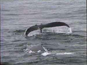 mars the humpback whale with scratch